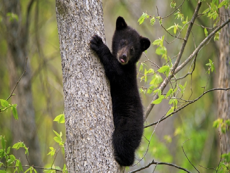 山西大同试管报销，施管孕儿费用多少